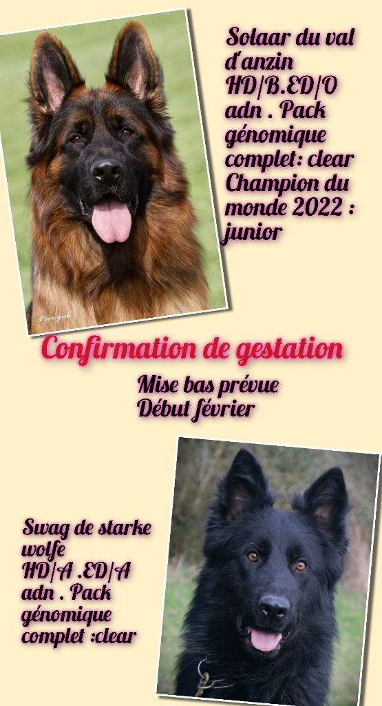 de starke wolfe - Chiots disponibles 