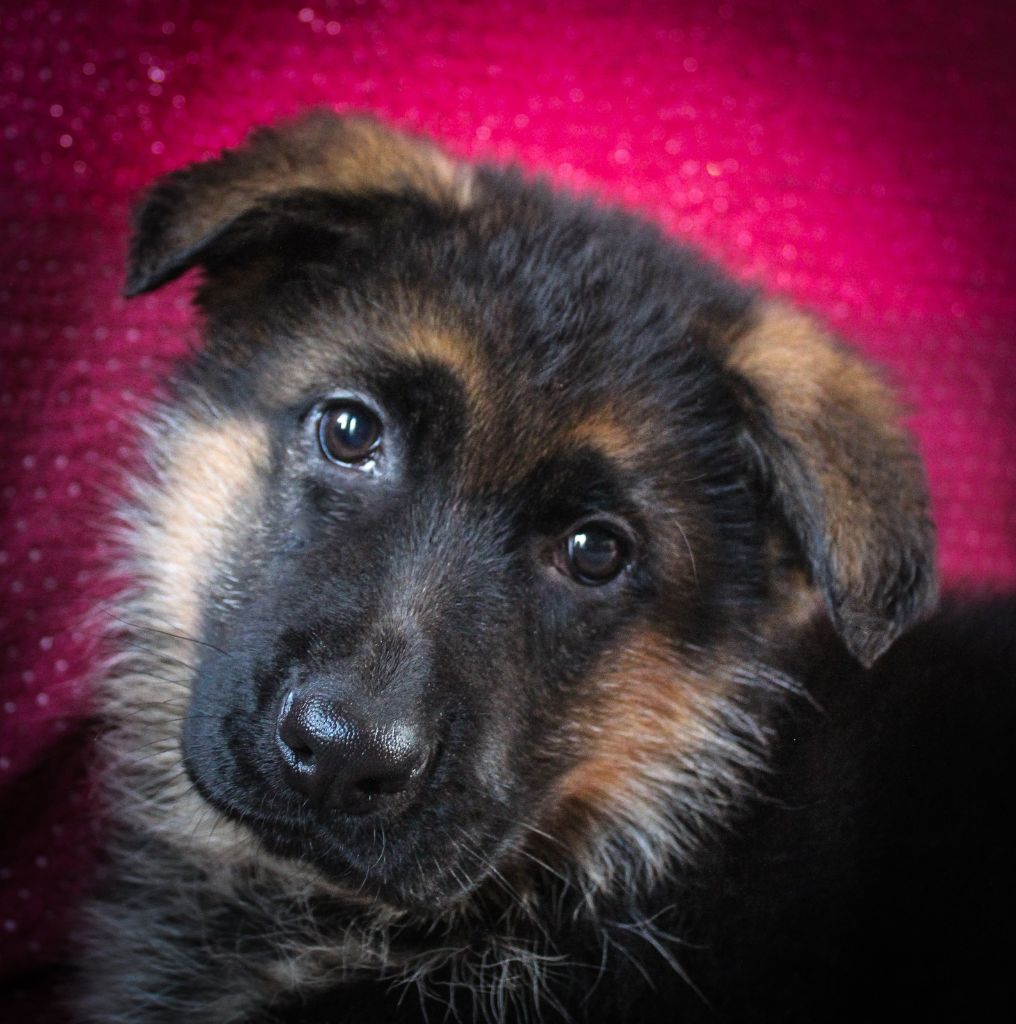 de starke wolfe - Chiots disponibles - Berger Allemand